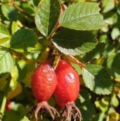 Rosa rubiginosa (Sweet Briar, Eglantine) at Holt, ACT - 29 Apr 2021 by drakes