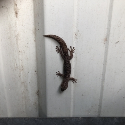 Christinus marmoratus (Southern Marbled Gecko) at Hackett, ACT - 11 Feb 2021 by cmobbs