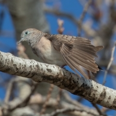 Geopelia placida (Peaceful Dove) at Lake Burley Griffin West - 30 Apr 2021 by rawshorty