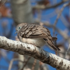 Geopelia placida at Yarralumla, ACT - 1 May 2021