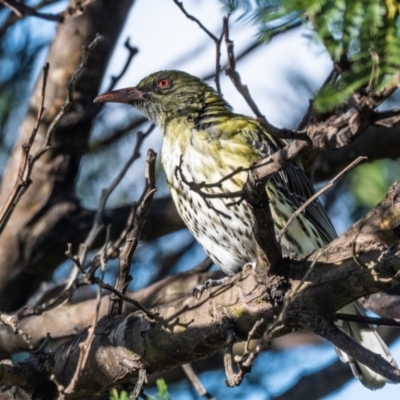 Oriolus sagittatus (Olive-backed Oriole) at Wingecarribee Local Government Area - 1 May 2021 by NigeHartley