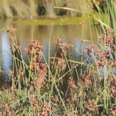 Schoenoplectus validus (River Club-rush) at Monash, ACT - 4 Mar 2021 by michaelb