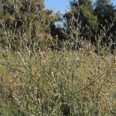 Symphyotrichum subulatum (Wild Aster, Bushy Starwort) at Monash, ACT - 4 Mar 2021 by MichaelBedingfield