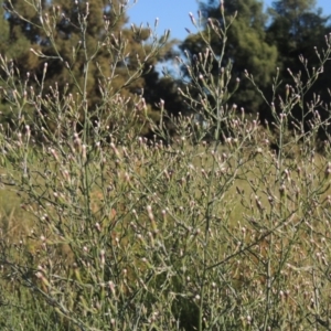 Symphyotrichum subulatum at Monash, ACT - 4 Mar 2021 07:27 PM