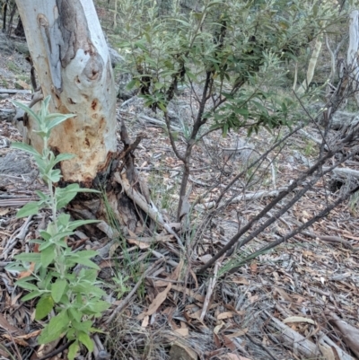 Olearia phlogopappa subsp. continentalis (Alpine Daisy Bush) at Captains Flat, NSW - 2 May 2021 by SteveHodgman
