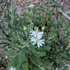 Olearia phlogopappa subsp. continentalis at Captains Flat, NSW - 2 May 2021 11:33 AM