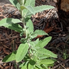 Olearia phlogopappa subsp. continentalis at Captains Flat, NSW - 2 May 2021 11:33 AM