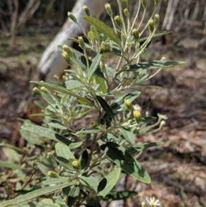 Olearia phlogopappa subsp. continentalis at Captains Flat, NSW - 2 May 2021 11:33 AM