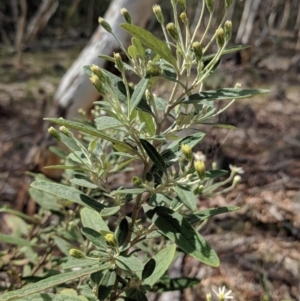 Olearia phlogopappa subsp. continentalis at Captains Flat, NSW - 2 May 2021