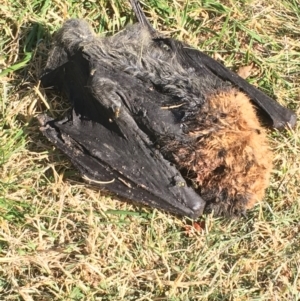 Pteropus poliocephalus at Hackett, ACT - 1 May 2021