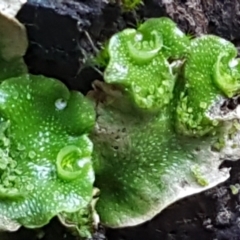 Lunularia cruciata (A thallose liverwort) at Coree, ACT - 1 May 2021 by tpreston