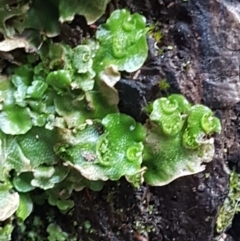 Lunularia cruciata at Coree, ACT - 1 May 2021 01:47 PM