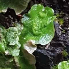 Lunularia cruciata at Coree, ACT - 1 May 2021 01:47 PM