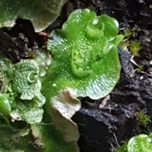 Lunularia cruciata at Coree, ACT - 1 May 2021