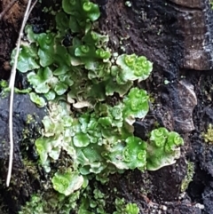 Lunularia cruciata at Coree, ACT - 1 May 2021