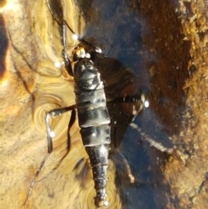 Boreoides subulatus at Coree, ACT - 1 May 2021