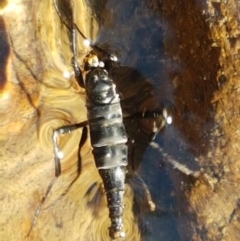 Boreoides subulatus (Wingless Soldier Fly) at Swamp Creek - 1 May 2021 by tpreston