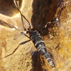 Boreoides subulatus at Coree, ACT - 1 May 2021 01:49 PM