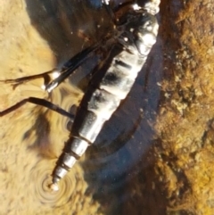 Boreoides subulatus at Coree, ACT - 1 May 2021