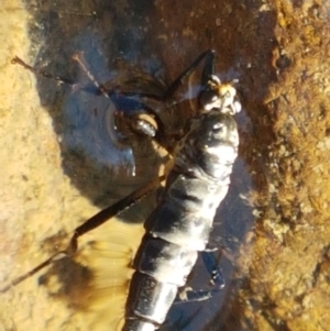 Boreoides subulatus at Coree, ACT - 1 May 2021