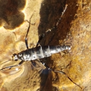 Boreoides subulatus at Coree, ACT - 1 May 2021