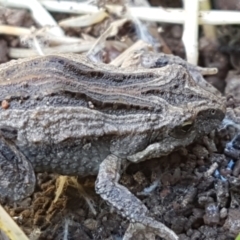 Crinia sp. (genus) (A froglet) at Coree, ACT - 1 May 2021 by trevorpreston
