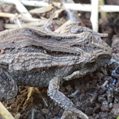 Crinia sp. (genus) (A froglet) at Coree, ACT - 1 May 2021 by trevorpreston