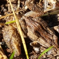 Crinia sp. (genus) at Coree, ACT - 1 May 2021