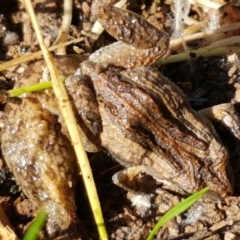 Crinia sp. (genus) at Coree, ACT - 1 May 2021