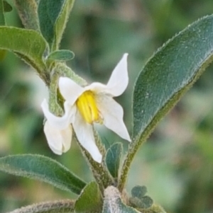Solanum chenopodioides at Coree, ACT - 1 May 2021