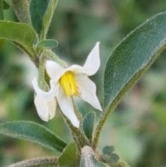 Solanum chenopodioides (Whitetip Nightshade) at Swamp Creek - 1 May 2021 by tpreston