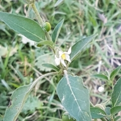 Solanum chenopodioides at Coree, ACT - 1 May 2021 02:02 PM