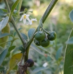 Solanum chenopodioides at Coree, ACT - 1 May 2021 02:02 PM