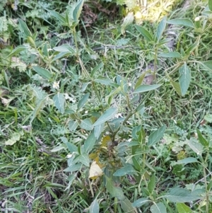 Solanum chenopodioides at Coree, ACT - 1 May 2021
