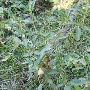 Solanum chenopodioides at Coree, ACT - 1 May 2021 02:02 PM