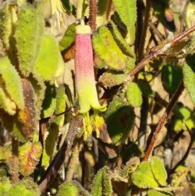 Correa reflexa var. reflexa (Common Correa, Native Fuchsia) at Coree, ACT - 1 May 2021 by trevorpreston