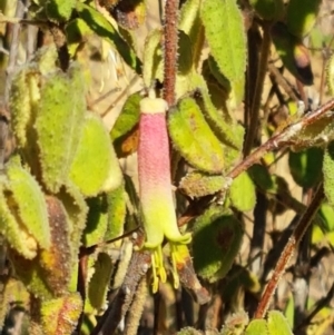 Correa reflexa var. reflexa at Coree, ACT - 1 May 2021