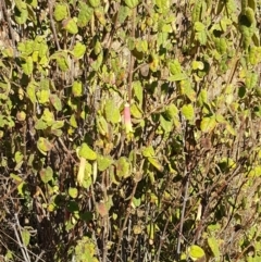 Correa reflexa var. reflexa at Coree, ACT - 1 May 2021