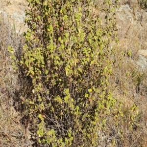 Correa reflexa var. reflexa at Coree, ACT - 1 May 2021 02:09 PM