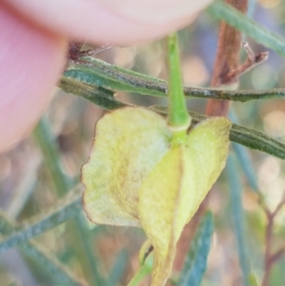 Dodonaea viscosa (Hop Bush) at Coree, ACT - 1 May 2021 by trevorpreston