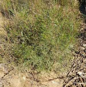 Dodonaea viscosa at Coree, ACT - 1 May 2021 02:12 PM