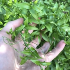 Asparagus asparagoides (Bridal Creeper, Florist's Smilax) at Pialligo, ACT - 1 May 2021 by Tapirlord