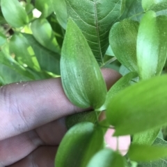 Asparagus asparagoides at Pialligo, ACT - 1 May 2021