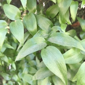 Asparagus asparagoides at Pialligo, ACT - 1 May 2021 01:00 PM