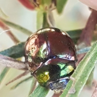 Callidemum hypochalceum (Hop-bush leaf beetle) at Coree, ACT - 1 May 2021 by trevorpreston