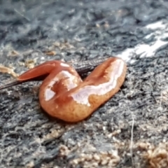 Australopacifica graminicola (Brown-speckled planarian) at Swamp Creek - 1 May 2021 by tpreston