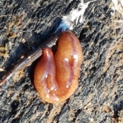 Australopacifica graminicola at Coree, ACT - 1 May 2021