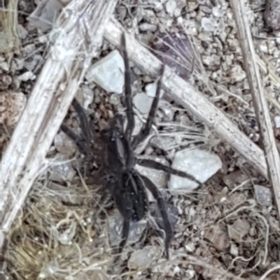 Unidentified Spider (Araneae) at Swamp Creek - 1 May 2021 by trevorpreston