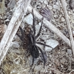 Unidentified Wolf spider (Lycosidae) (TBC) at Coree, ACT - 1 May 2021 by tpreston