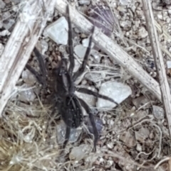 Lycosidae (family) at Strathnairn, ACT - 1 May 2021 02:24 PM